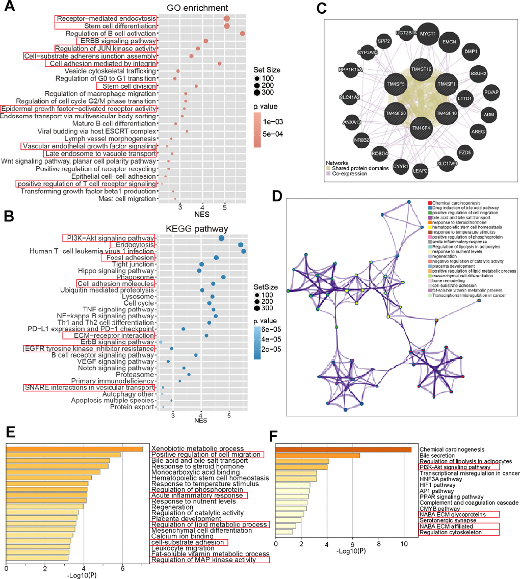 Gene network and functional enrichment of TM4SFs in LICH. (A, B) Risk score-related genes were subjected to GO and KEGG enrichment analyses. (C) Construction of a Gene network of TM4SFs and their functionally related genes using GeneMANIA. (D) The network of enriched terms was established and colored by ID. (E) GO enriched gene pathways and functional analysis of TM4SFs in LIHC. (F) KEGG-enriched gene pathways and functions of TM4SFs in LIHC.