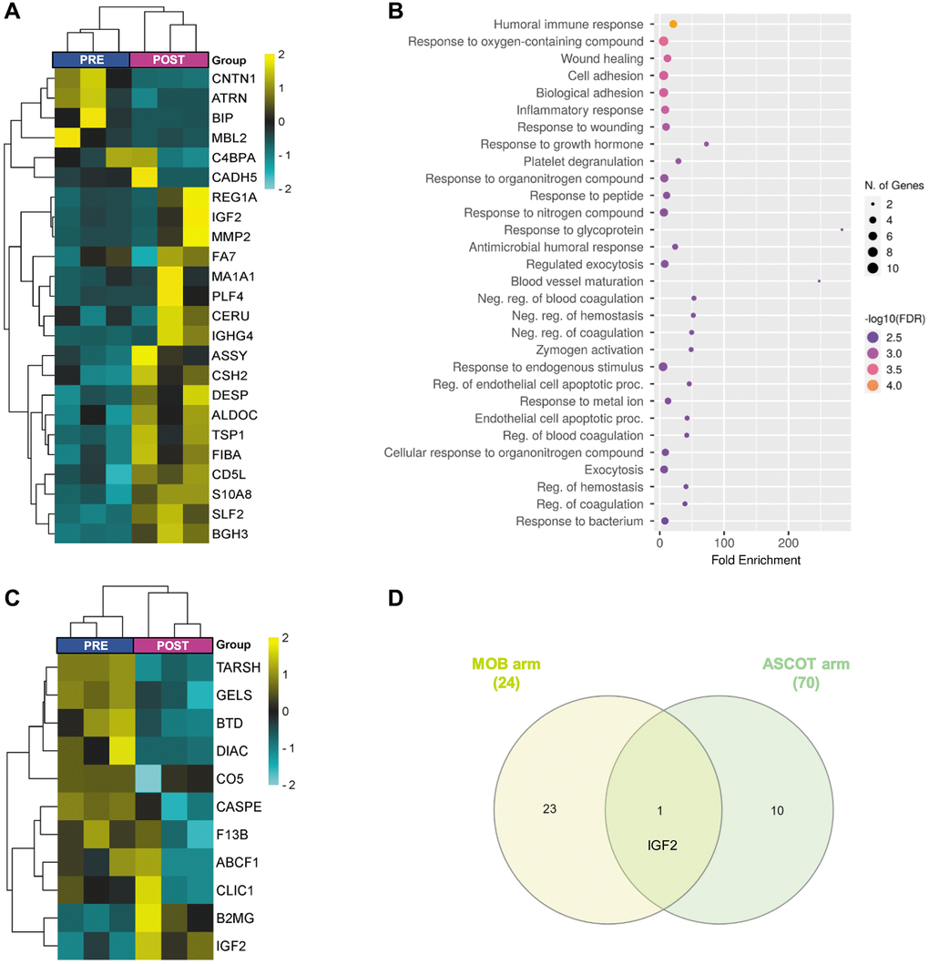 Plasma proteomic changes three months after stem cell mobilization/injection in patients with premature ovarian insufficiency. Heatmap depicting the hierarchical clustering of the 24 differentially expressed proteins (DEPs)between PRE and POST samples in the mobilization arm (A), and dot plot showing the corresponding top 30 significantly enriched (FDR B). (C) Heatmap depicting the hierarchical clustering of the 11 DEPs between PRE and POST samples in the ASCOT arm. (D) Venn diagram highlighting the shared DEPs between POST samples of both study arms. The heatmaps are color coded according to protein expression determined by SWATH™ analysis, where yellow and turquoise indicate an increase or decrease in expression, respectively.