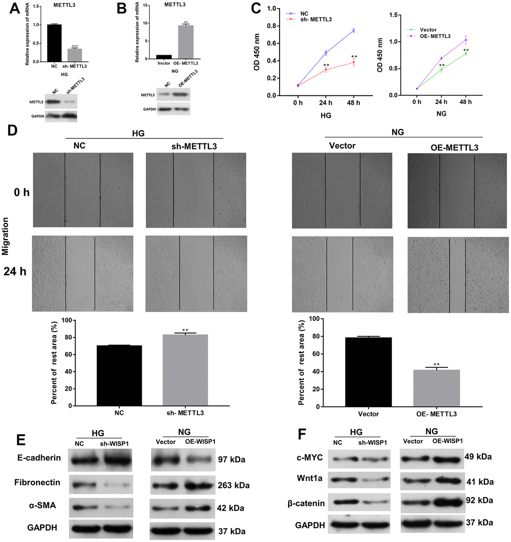 Increase of METTL3 expression memorably strengthened EMT progression and fibrosis of HG-induced HK2 cells. Sh-METTL3 or NC were transfected into HG-treated HK2 cells, and OE-METTL3 or vector were transfected into HK2 cells. (A) QRT-PCR and western blot analysis of METTL3 expression in METTL3-silenced HK2 cells after HG induction. (B) QRT-PCR and western blot analysis of METTL3 expression in METTL3-overexpressed HK2 cells. (C) CCK-8 assay demonstrated the change of cell proliferation. (D) The cell migration was credited through the application of wound healing assay. (E) The changes of E-cadherin, Fibronectin and a-SMA expressions were identified using western blot. (F) Western blot assay for the detection of c-MYC, Wnt1 and β-catenin expressions. **P P 