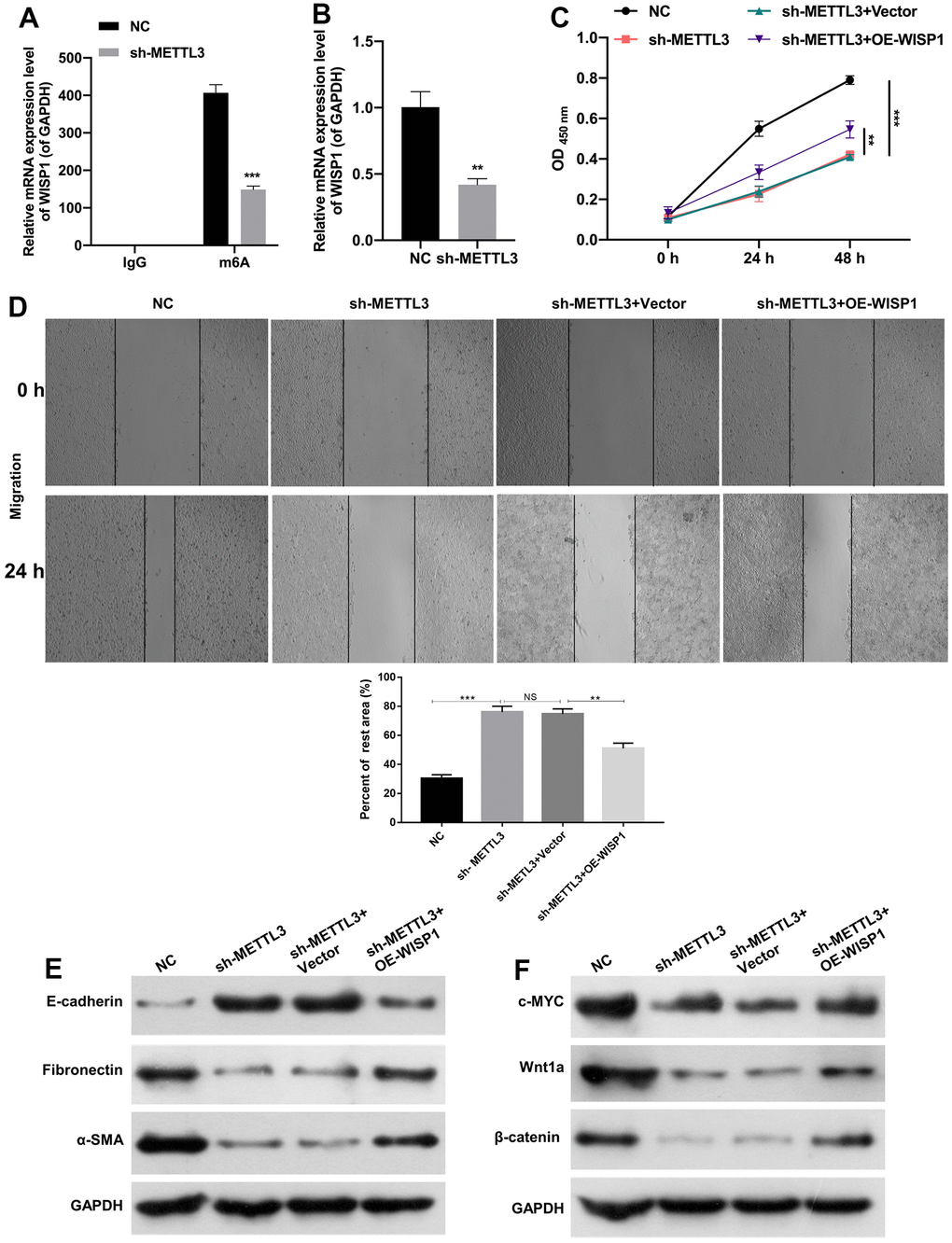 METTL3 silencing prevented EMT progression and fibrosis of HG-induced HK2 cells by decreasing WISP1 with m6A modification. (A) MeRIP-qPCR assay exhibited the change in WISP1 enrichment in HG-treated HK2 cells after METTL3 silencing. (B) WISP1 expression was examined via qRT-PCR in HG-treated HK2 cells which were transfected with METTL3 sh-RNAs. (C) HG-treated HK2 cells were transfected with sh-METTL3 or/and OE-WISP1, and the cell proliferation was tested by CCK-8 assay. (D) Wound healing assay showed the change of cell migration in the processed HK2 cells after HG treatment. (E) E-cadherin, Fibronectin and a-SMA expression levels were assessed by applying western blot. (F) Western blot was adopted to monitor the changes of c-MYC, Wnt1 and β-catenin expressions. **P P 