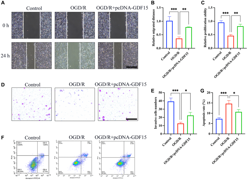 pc-DNA-GDF15 significantly inhibited the ferroptosis in OGD/R-treated H9C2 cells. (A, B) Measurement of cell migration with wound healing assay (bar: 400 μm, magnification: 10×); (C) Detection of cell proliferation with CCK8; (D, E) Measurement of cell invasion with Transwell assay (bar: 100 μm, magnification: 100×); (F, G) Measurement of cell migration with flow cytometry. *P **P ***P 