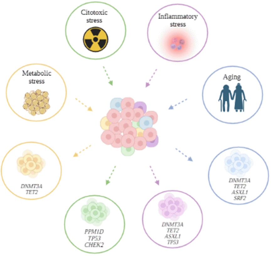 Stressors and CH clones.