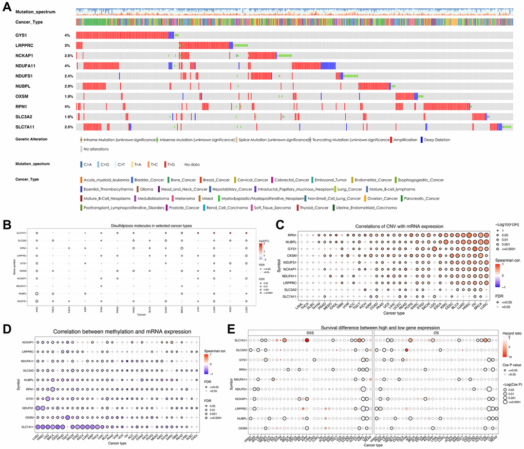 Variations in the expression of disulfidptosis-related molecules as revealed by the pan-cancer analysis. (A) A waterfall diagram illustrates the somatic mutations pertaining to the ten disulfidptosis-related molecules in pan-cancer using the cBioPortal database. (B) The expression levels of disulfidptosis-related molecules in 14 cancer types. (C) A bubble chart depicting the correlations between CNV and mRNA expression levels. (D) A bubble chart depicting the correlations between methylation and mRNA expression levels. (E) Differences in survival between patients exhibiting low and high expression of genes.