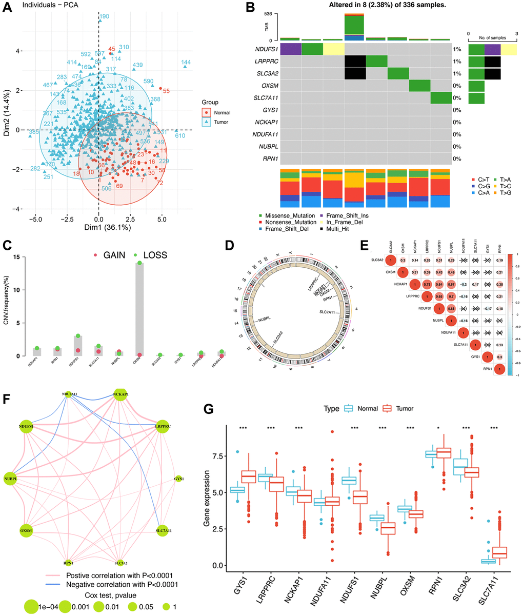 The genomic and transcriptomic landscape of disulfidptosis-related molecules in ccRCC. (A) Principal component analysis shows a marked difference in the transcriptome between normal and ccRCC samples. (B) The mutation landscape of disulfidptosis-related molecules. (C) The CNV frequency of disulfidptosis molecules. (D) The location of disulfidptosis-related molecules on the chromosome. (E) Pearson correlation analysis of disulfidptosis-related molecules. (F) The expression of and the interactions between disulfidptosis-related molecules. (G) The differences in mRNA expression levels of disulfidptosis-related molecules between normal and ccRCC samples. *P ***P 