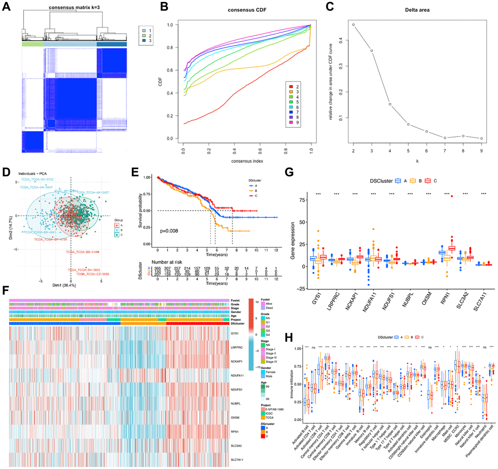 Identification of disulfidptosis-related clusters in ccRCC. (A) A color-coded heat map of the consensus matrix for k = 3. (B) Cumulative distribution function (CDF) curve of unsupervised clustering when k = 2–9. (C) Relative change in area under the CDF curve when k = 2–9. (D) Principal component analysis shows notable differences in the transcriptome among the three disulfidptosis clusters. (E) Kaplan–Meier survival curves corresponding to the various disulfidptosis clusters. (F) A heat map of disulfidptosis-related molecules and clinicopathological features of patients in the three disulfidptosis clusters. (G) The expression of the ten disulfidptosis-related molecules in the three disulfidptosis clusters. (H) The abundance of 28 types of infiltrating immune cells in the three disulfidptosis clusters. *P **P ***P 