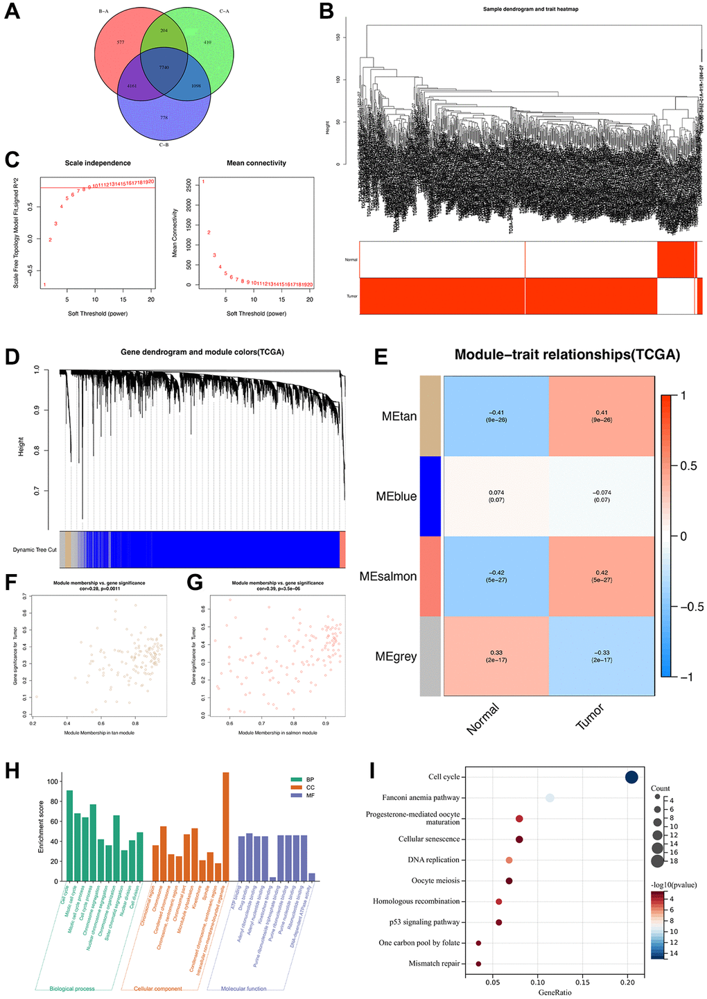 Identification of highly correlated gene modules in TCGA-ccRCC. (A) A Venn diagram of 7740 disulfidptosis cluster-related genes. (B) Clustering dendrogram of samples corresponding to clinical traits. (C) Determination of the scale-free fit index for various soft-thresholding powers (β). (D) A dendrogram of genes was clustered based on a dissimilarity measure (1-TOM). (E) A heat map illustrating the correlations among the module eigengenes and clinical traits (normal and tumor). (F) Gene correlation scatter plot of the tan module. (G) Gene correlation scatter plot of the salmon module. (H) GO enrichment analysis and (I) KEGG pathway enrichment analysis of genes in tan and salmon modules.