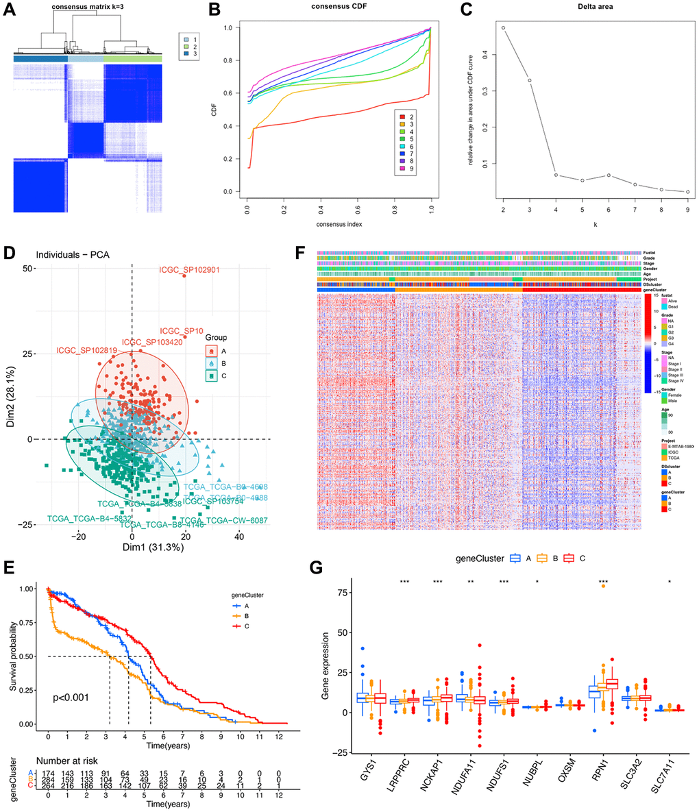 Identification of disulfidptosis gene clusters in ccRCC. (A) A color-coded heat map of the consensus matrix for k = 3. (B) Cumulative distribution function (CDF) curve of unsupervised clustering when k = 2–9. (C) Relative changes in area under the CDF curve when k = 2–9. (D) Principal component analysis showed a marked difference in the transcriptome between the three disulfidptosis gene clusters. (E) Kaplan–Meier survival curves of different disulfidptosis gene clusters. (F) Heat map of hub genes and clinicopathological features of patients in the three disulfidptosis gene clusters. (G) Expression of 10 disulfidptosis molecules in the three disulfidptosis gene clusters. *P **P ***P 
