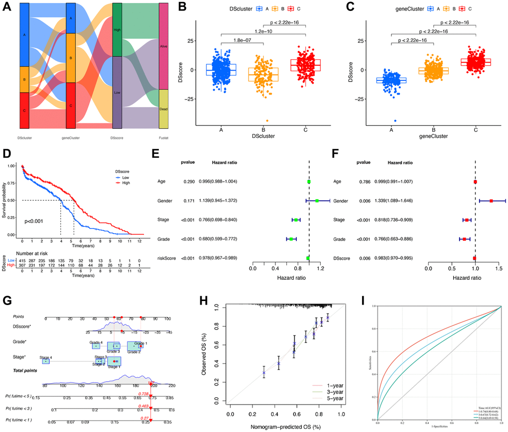 Construction of disulfidptosis score system. (A) Sankey plot of DScluster, geneCluster, DSscore, and survival status. (B) The differences in the DSscore among the three DSclusters. (C) The differences in the DSscore among the three disulfidptosis geneClusters. (D) Kaplan–Meier survival curves of low- and high-DSscore groups. (E) Univariate and (F) Multivariate Cox regression analyses of the DSscore and clinical features to determine prognostic value. (G) A comprehensive nomogram for predicting the survival probability of patients with ccRCC. (H) The calibration curve of the nomogram. (I) ROC curve of the nomogram. *P 