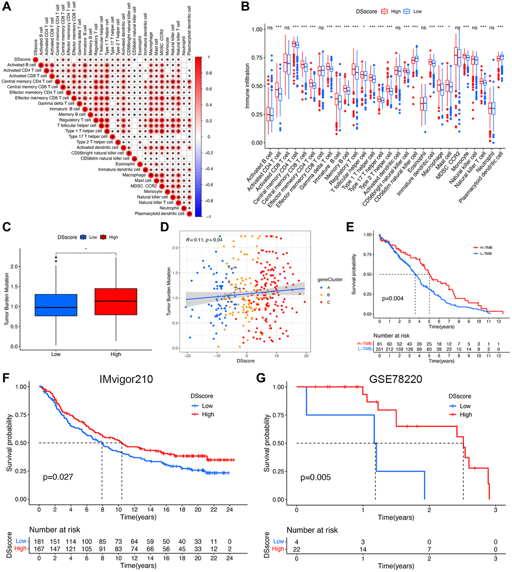 DSscore predicts the response to immunotherapy. (A) The correlation between DSscore and immune cell infiltration. (B) The differences in immune cell infiltration between the two DSscore groups. (C) The comparison of TMB between the two DSscore groups. (D) Correlation analysis of DSscore and TMB value. (E) Kaplan–Meier survival curves of the low- and high-TMB groups. (F) Kaplan–Meier survival curves of the low- and high-DSscore groups (IMvigor210 cohort). (G) Kaplan–Meier survival curves of low- and high-DSscore groups (GSE78220 cohort). *P ***P 