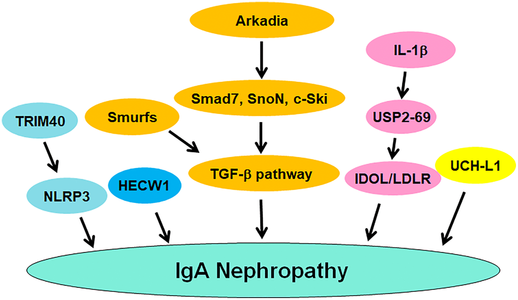 The role of ubiquitination and deubiquitination of proteins in regulating IgAN pathogenesis. TRIM40, Smurfs and Arkadia regulate the occurrence and progression of IgAN. USP2-69 and UCH-L1 participate in IgAN progression.