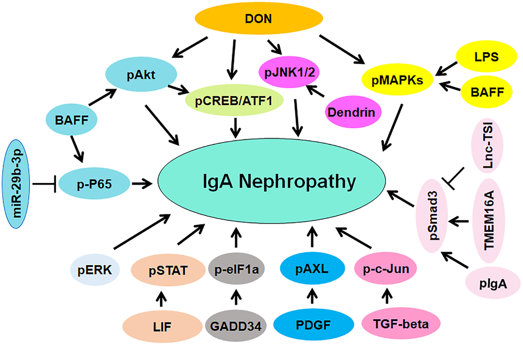 The role of protein phosphorylation in regulating IgAN pathogenesis. The phosphorylated proteins are involved in IgAN pathogenesis, including pAkt, p-P65, pJNK1/2, pCREB/ATF, pMAPKs, pSmad3, p-c-Jun, pAXL, pERK, pSTAT and p-eIF1a.