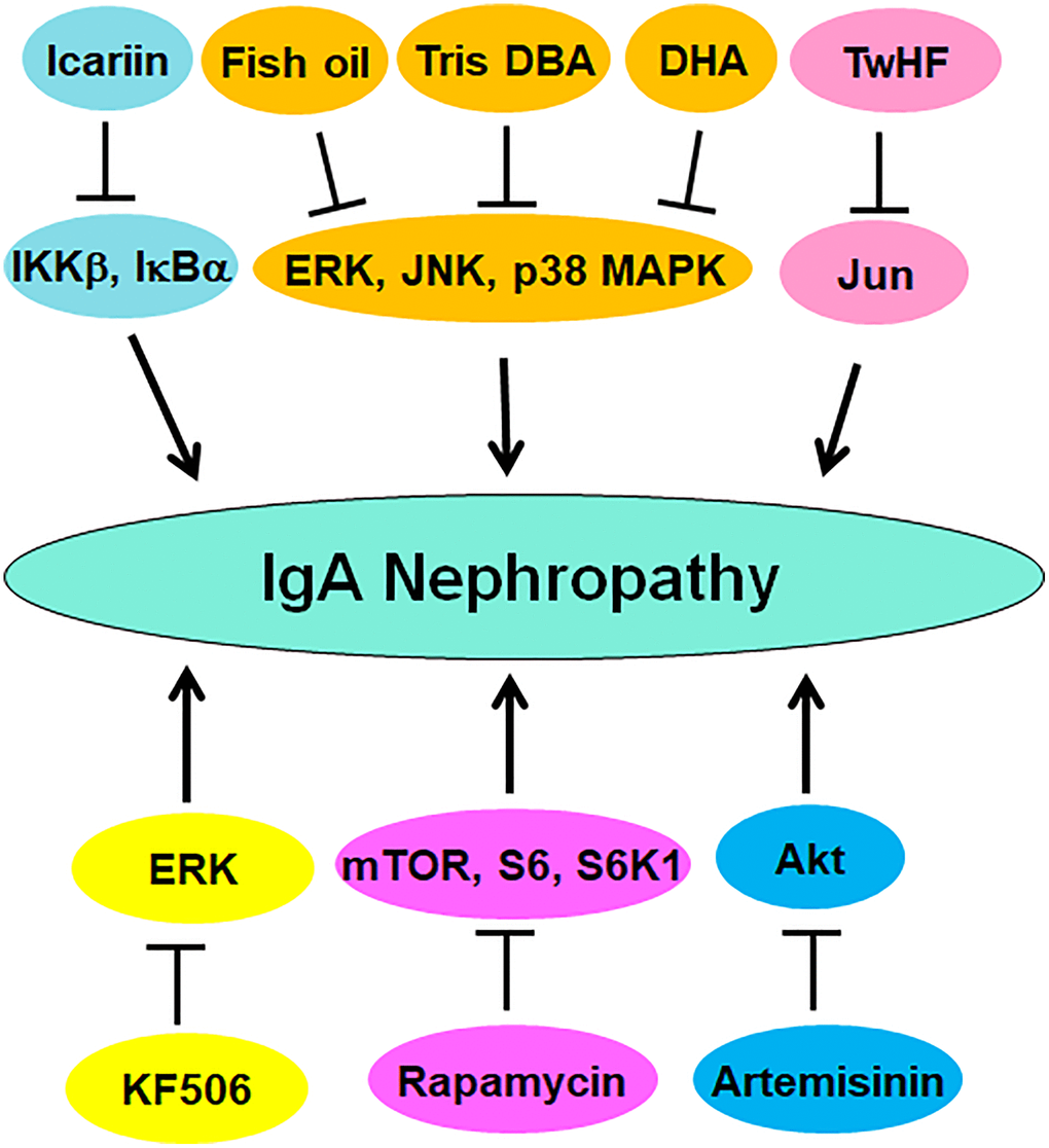 Multiple compounds target protein phosphorylation to attenuate IgAN progression. These compounds include fish oil, Tris DBA, DHA, TwHF, Icariin, KF506, artemisinin, and rapamycin.