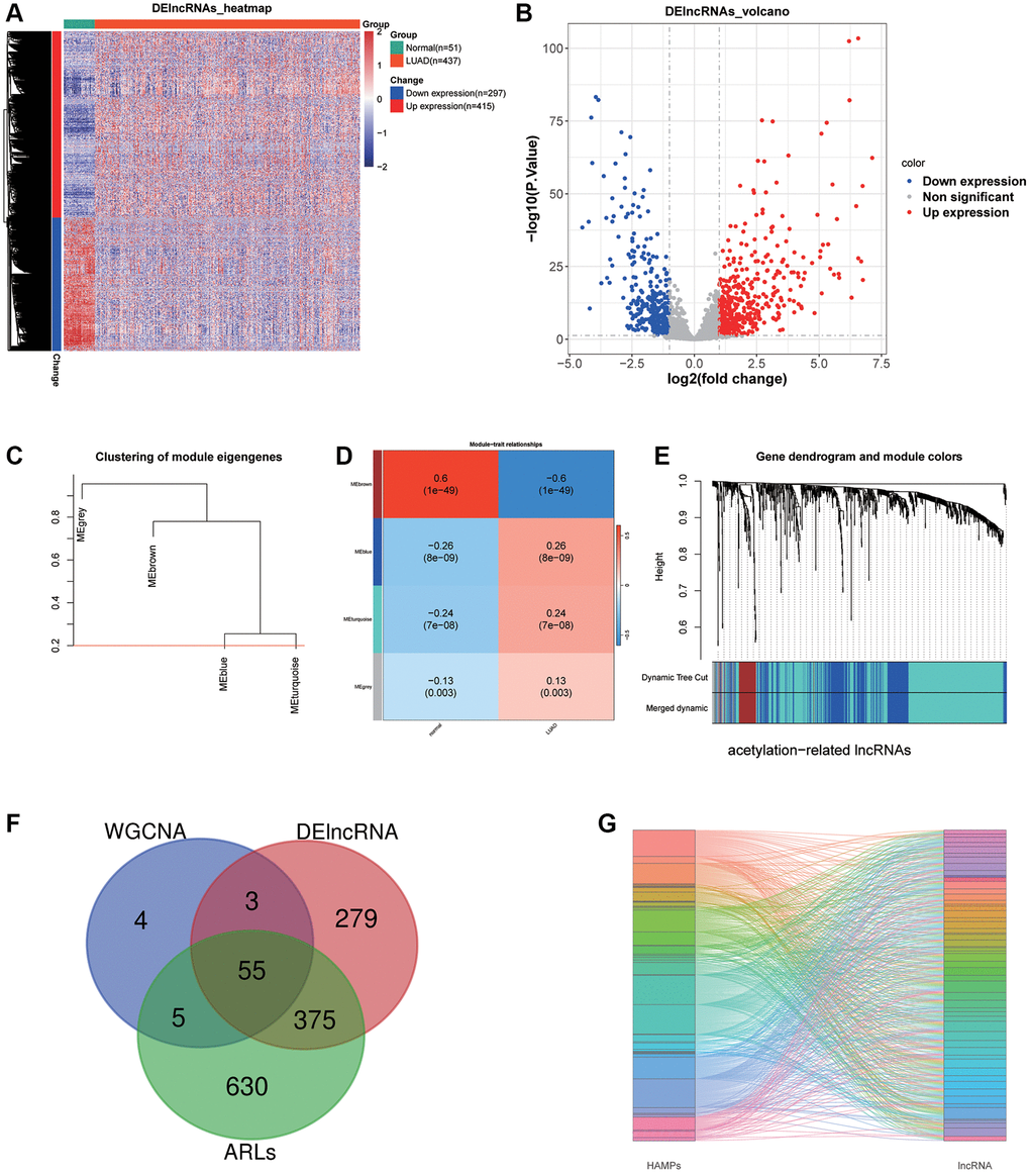 LncRNA sifting. (A, B) Heat map and volcano plot depicting differentially expressed lncRNAs. (C–E) WGCNA selected the most associated modules of LUAD. (F) A Venn graph of intersecting lncRNAs. (G) A Sankey diagram displays 55 acetylation-related lncRNAs.