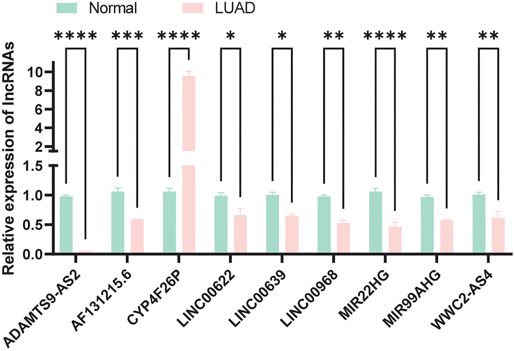 Expression verification of model lncRNAs in normal and LUAD cells.