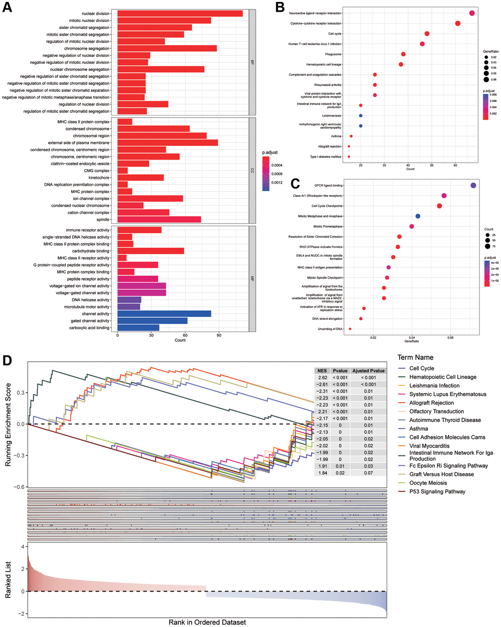 Enrichment analysis. (A) GO analysis on the biological processes (BP), cellular components (CC), and molecular functions (MF). (B, C) KEGG and Reactome enrichment pathway analysis in various subgroups. (D) GSEA (gene set enrichment analysis) in different subgroups.