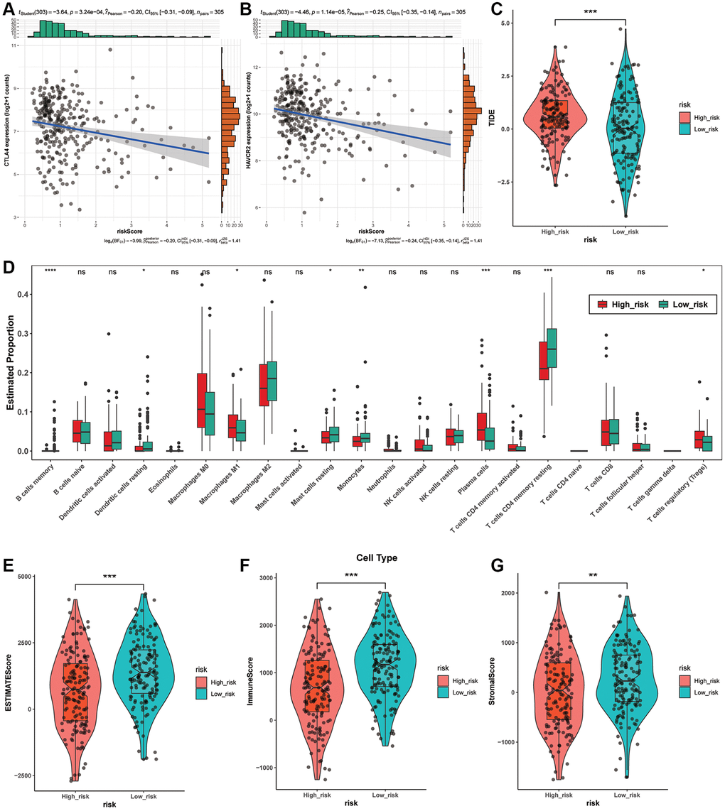 Immunity analysis among different risk groups. (A, B) The association between risk scores and immune checkpoints based on the Pearson test. (C) The TIDE levels between two risk groups. (D) Tumor-infiltrating immune cells in different risk groups based on CIBERSORT. (E–G) The association between StromalScore, ImmuneScore, ESTIMATEScore and risk score.