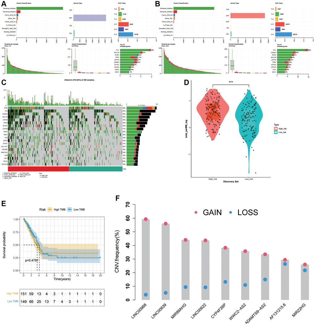 Association between the risk signature and tumor mutation status. (A) Mutation information in high-risk group. (B) Mutation information in low-risk group. (C) The top 20 mutation-rate genes in LUAD. (D) TMB score analysis based on risk score. (E) Kaplan-Meier curve in high TMB and low TMB groups. (F) Copy number alterations of 9 risk lncRNAs.