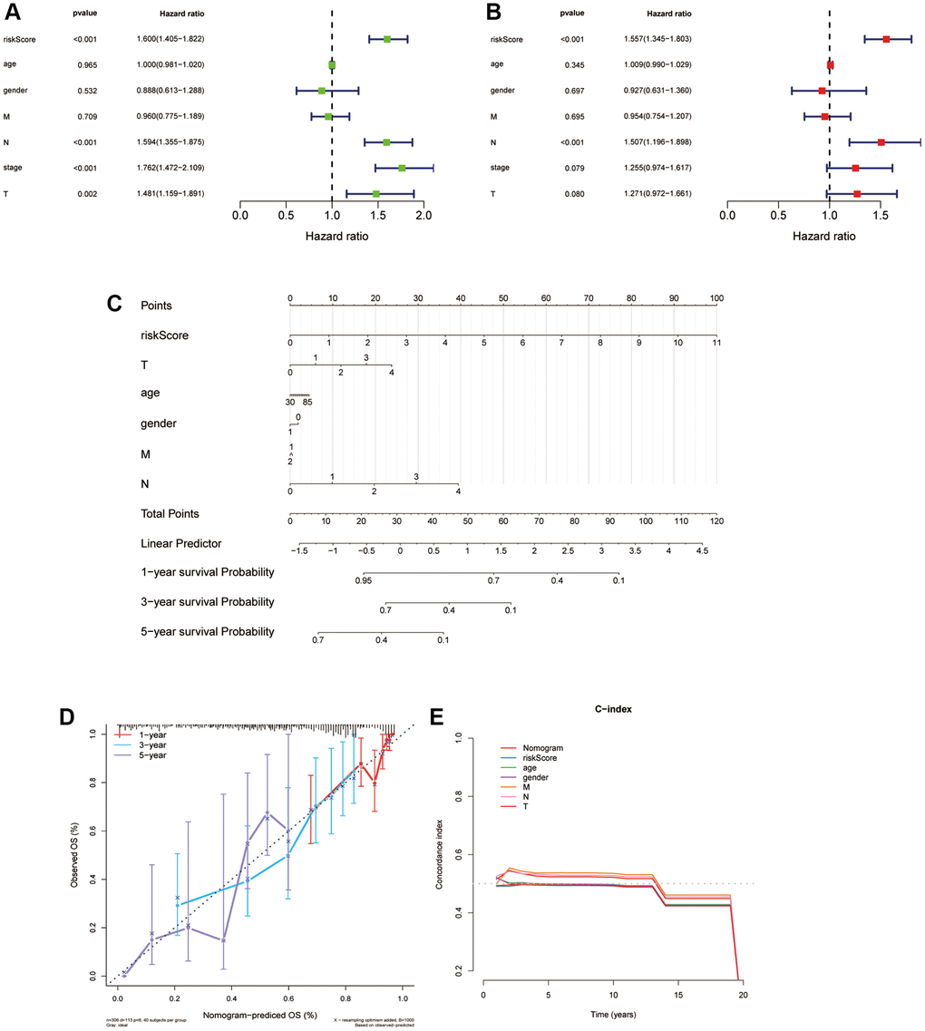 Independent prognostic worth of the ARLs model and establishment of a nomogram for people suffering with LUAD. (A, B) Univariate and multivariate Cox analyses of the risk score and clinical features. (C) Construction of a nomogram to predict OS for LUAD patients of the train cohort. (D, E) Calibration curve and c-index curve for nomogram.