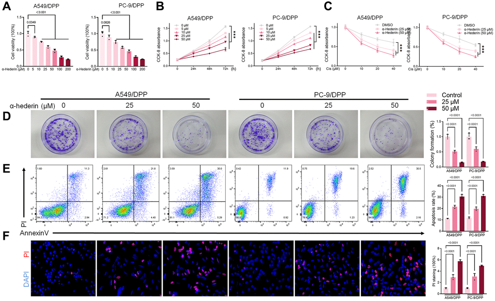 α-Hederin reduces cisplatin resistance in cisplatin-resistant NSCLC cell lines. (A) CCK8 results showing the viability of cisplatin-resistant A549/DPP and PC-9/DPP cell lines after treatment with different concentrations of α-Hederin for 24 hours. (B) CCK8 results showing the viability of A549/DPP and PC-9/DPP cell lines after treatment with different concentrations of α-Hederin for 0, 24, 48, and 72 hours. (C) CCK8 results showing the viability of cell after treatment with different concentrations of cisplatin for 24 hours. (D) Colony formation assay showing proliferation in NSCLC cells after treatment with α-Hederin for 24 hours. (E) Cell apoptosis detected by flow cytometry. (F) Propidium iodide (PI) staining (red) indicates apoptotic/necrotic cells. (n = 3). Data are shown as mean ± SD, One-way ANOVA, ***P 