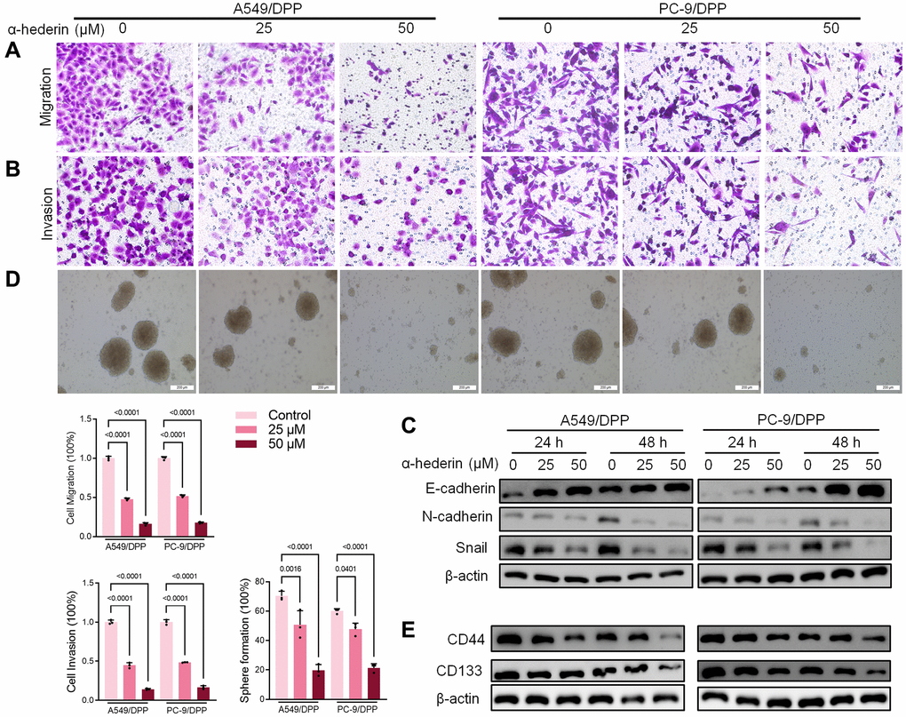 α-Hederin decreases metastasis and stemness in cisplatin-resistant NSCLC cells. (A, B) Cell migration and invasion were detected by Transwell assay. (C) Western blot demonstrating E-cadherin, N-cadherin, and Snail levels in NSCLC cells after treatment with α-Hederin for 24 hours. (D) The spheroid formation ability assessed in NSCLC cells. (E) Western blot demonstrating CD44 and CD133 levels in NSCLC cells. (n = 3). Data are shown as mean ± SD, One-way ANOVA.