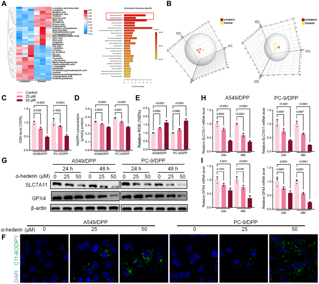 α-Hederin treatment activated ferroptosis in NSCLC. (A) OPLS-DA score plot showing differences between α-Hederin treatment and control groups in A549/DPP cells. (B) A heat map was used to identify metabolites in A549/DPP cells. (C) Cellular GSH level was detected in NSCLC cells after treatment with α-Hederin for 24 hours. (D) Cellular NADPH level was detected in NSCLC cells. (E) Cellular ROS level was detected in NSCLC cells. (F) Immunofluorescence assays were performed using C11-BODIPY (green) to assess oxidation and DAPI staining to visualize the Nuclei (blue) in NSCLC cells. (G) Western blot demonstrating SLC7A11 and GPX4 protein levels in NSCLC cells after treatment with α-Hederin for 24 hours. (H, I) qRT-PCR demonstrating SLC7A11 and GPX4 mRNA levels in NSCLC cells. (n = 3). Data are shown as mean ± SD, One-way ANOVA.