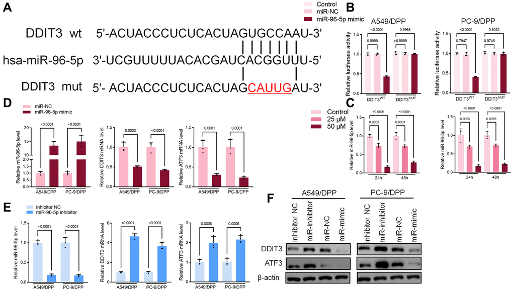 miR-96-5p directly binds to DDIT3 in NSCLC cells. (A) The predicted binding sites of miR-96-5p in DDIT3. The mutated (Mut) version of DDIT3 is also presented. (B) Relative luciferase activity in A549/DPP and PC-9/DPP cells was measured 48 h after transfection. (C) qRT-PCR demonstrating miR-96-5p levels in NSCLC cells after treatment with α-Hederin for 24 hours. (D, E) qRT-PCR demonstrating miR-96-5p, DDIT3, and ATF3 levels in NSCLC cells after transfection with miR-96-5p mimic or miR-96-5p inhibitor for 24 hours. (F) Western blot demonstrating DDIT3 and ATF3 levels in NSCLC cells after transfection with miR-96-5p mimic or miR-96-5p inhibitor for 24 hours. (n = 3). Data are shown as mean ± SD, One-way ANOVA.