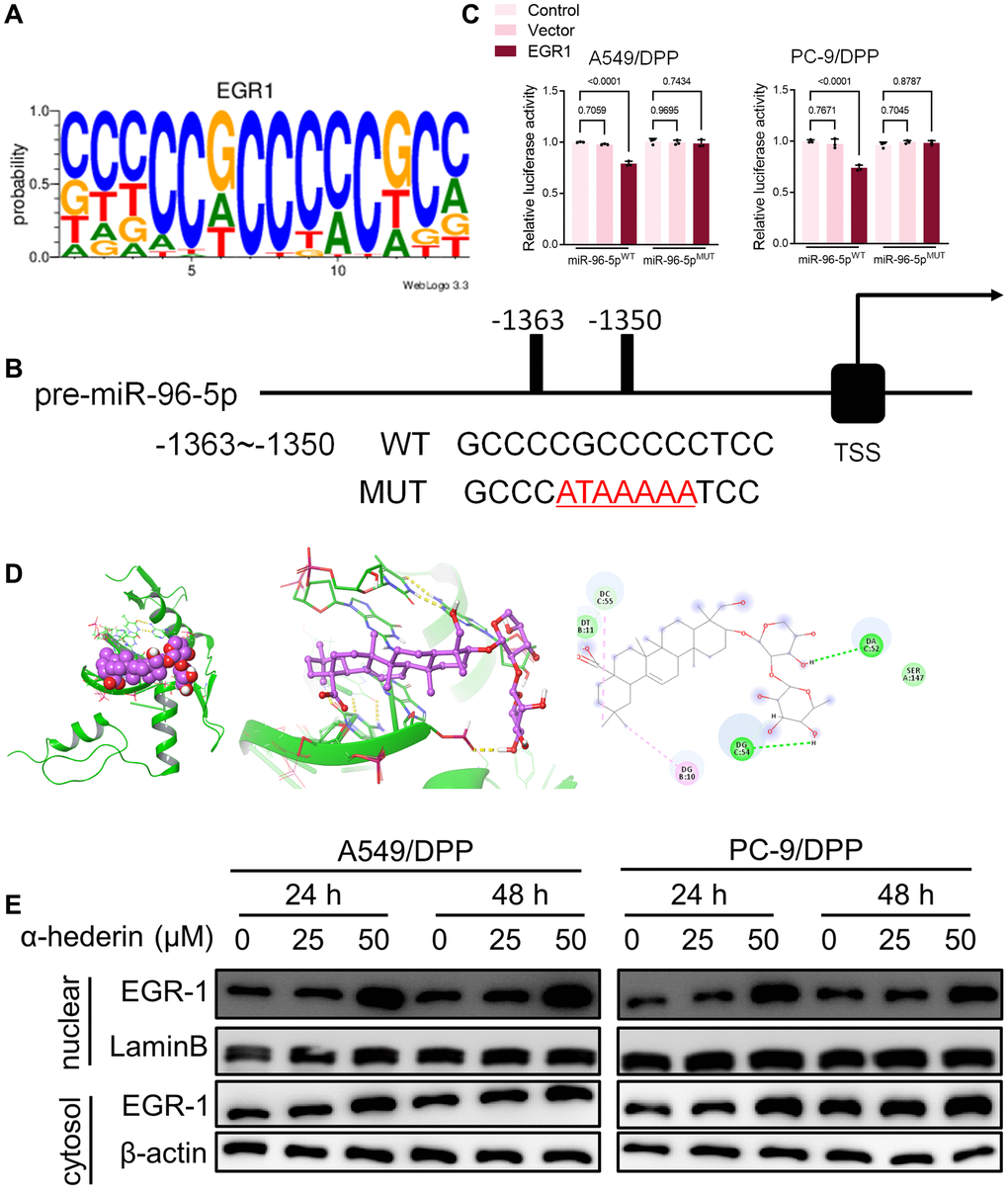 EGR1 directly binds to the miR-96-5p promoter region. (A) Sequence logo representing the consensus EGR1 binding motif from JASPAR database (http://jaspar.genereg.net/). (B) miR-96-5p promoter region was analyzed from the TSS. The mutation was seen from -1363~-1350. (C) The luciferase activity was detected in NSCLC cells after transfection with the EGR1-expressing vector. The luciferase reporter plasmid contained a 2 kb fragment upstream of the miR-96-5p stem-loop. (D) Theoretical binding mode of α-Hederin at the binding site of EGR1. (E) Western blot demonstrating EGR1 protein levels in nuclear and cytosol in NSCLC cells after treatment with α-Hederin for 24 hours. (n = 3). Data are shown as mean ± SD, One-way ANOVA.