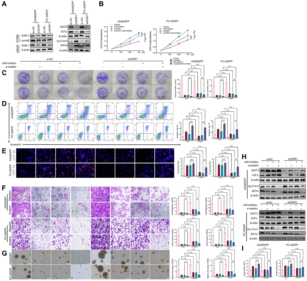 α-Hederin promoted EGR1 nuclear translocation and directly repressed miR-96-5p in NSCLC. (A) Western blot demonstrating EGR1 protein levels in nuclear and cytosol. DDIT3, ATF3, GPX4, and SLC7A11 protein levels are shown following transfection with si-EGR1 for 24 hours. (B) CCK8 results showing the viability of NSCLC cells after transfection with si-EGR1 or miR-96-5p mimic for 24 hours. (C) Colony formation assay showing proliferation in NSCLC cells after treatment with α-Hederin (50 μM) for 24 hours and transfection with si-EGR1 or miR-96-5p mimic for 24 hours. (D) Cell apoptosis was detected by flow cytometry. (E) Propidium iodide (PI) staining (red) indicates apoptotic/necrotic cells. (F) Cell migration and invasion were detected by Transwell assay. (G) Spheroid formation ability assessed in NSCLC cells. (H) Western blot demonstrating EGR1, DDIT3, ATF3, GPX4, and SLC7A11 protein levels in nuclear and cytosol of NSCLC cells. (I) Cellular ROS levels were detected in NSCLC cells after treatment with α-Hederin (50 μM) for 24 hours and transfection with si-EGR1 or miR-96-5p mimic for 24 hours. (n = 3). Data are shown as mean ± SD, One-way ANOVA, *P **P ***P 