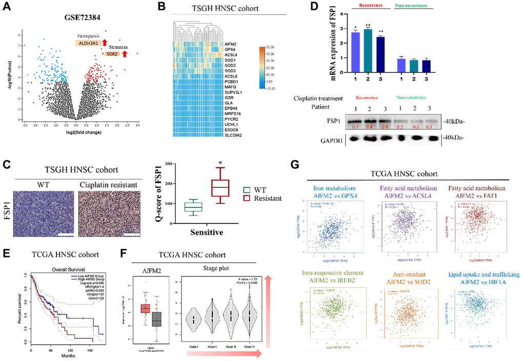 Ferroptotic biomarker FSP1 is aberrantly expressed in human HNSCC tissues. (A) Volcano Plot analysis from the Gene Expression Omnibus (GEO) database (GSE72384). (B) Heat map of expression of FSP1 and related genes in TSGH HNSCC cohort (n = 50). (C) IHC staining of FSP1 expression in cisplatin-treatment HNSCC recurrence tissues (left) and nonrecurrence tissues (right) and Q score of FSP1 expression in patients with HNSCC. (D) Graphical representation of FSP1 expression in patients with HNSCC (top image: FSP1 expression in patient tissue; bottom image: FSP1 mRNA expression in patient tissue). (E) Kaplan–Meier curves indicating the effects of low and high BTK expression on the overall survival of patients with HNSCC (n = 259). (F) Ferroptotic biomarkers of FSP1 were aberrantly expressed in box and stage plot of the TCGA HNSCC cohort. (G) Analysis of correlations of FSP1 with iron metabolism, fatty acid metabolism, Iron-responsive element and antioxidant related genes. *p **p 