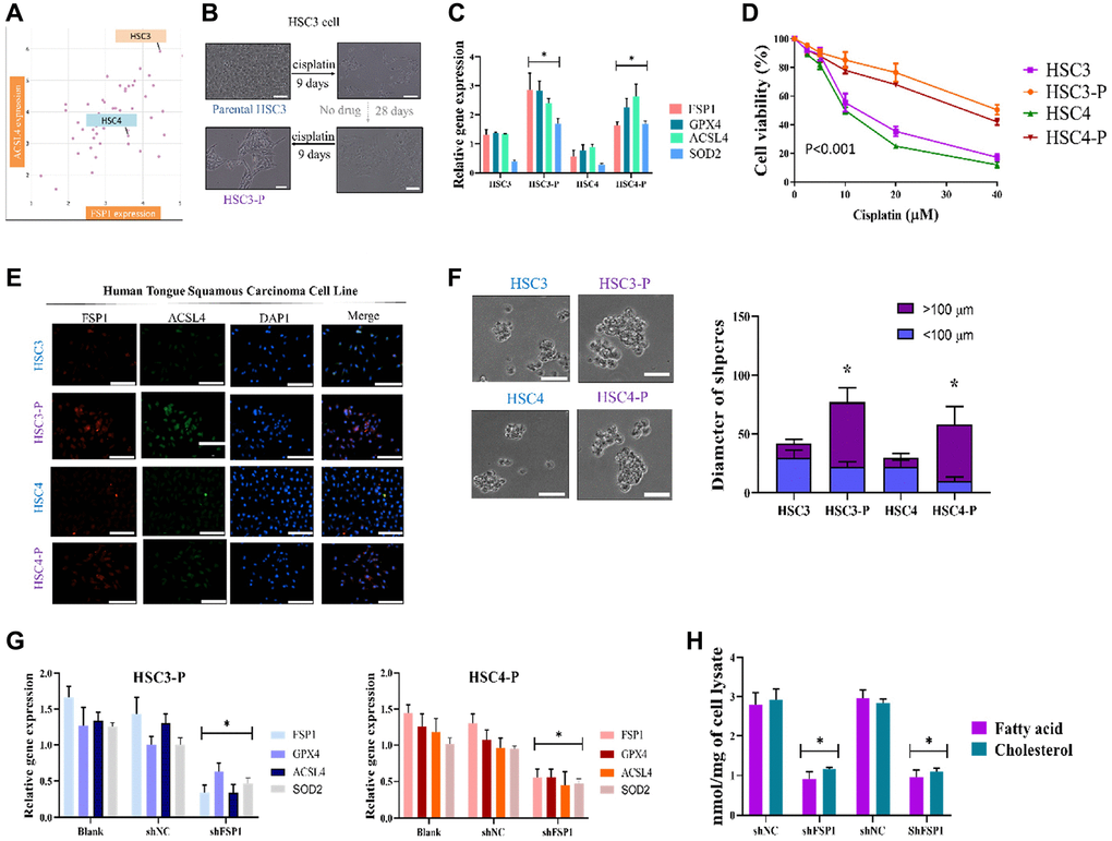 Cisplatin DTP HNSCC cancer cell line generation and validation. (A) Cell line expression analysis to optimize the experimental parameters used HSC3; HSC4 was the control. (B) HSC3 parental cells were treated with 5 μg/mL cisplatin for 9 days, removed from cisplatin for 28 days, and then reincubated with cisplatin for 9 days to generate a stable DTP cell line. (C) Relative gene expression assay indicated higher expression of FSP1, GPX4, and ACSL4 in cisplatin-DTP cell lines. (D) HSC3-P was compared with parental counterpart in terms of sensitivity to cisplatin treatment for validation. (E) Immunofluorescence staining analysis of the expression of FSP1 and ACSL4 in the DTP HNSCC cancer cell line. (F) Diameter of tumor spheres and (G) relative gene expression of FSP1, GPX4, and ACSL4 with and without shFSP1 transfection. (H) Downregulation of lipid components following FSP1 suppression. (*p **p ***p 