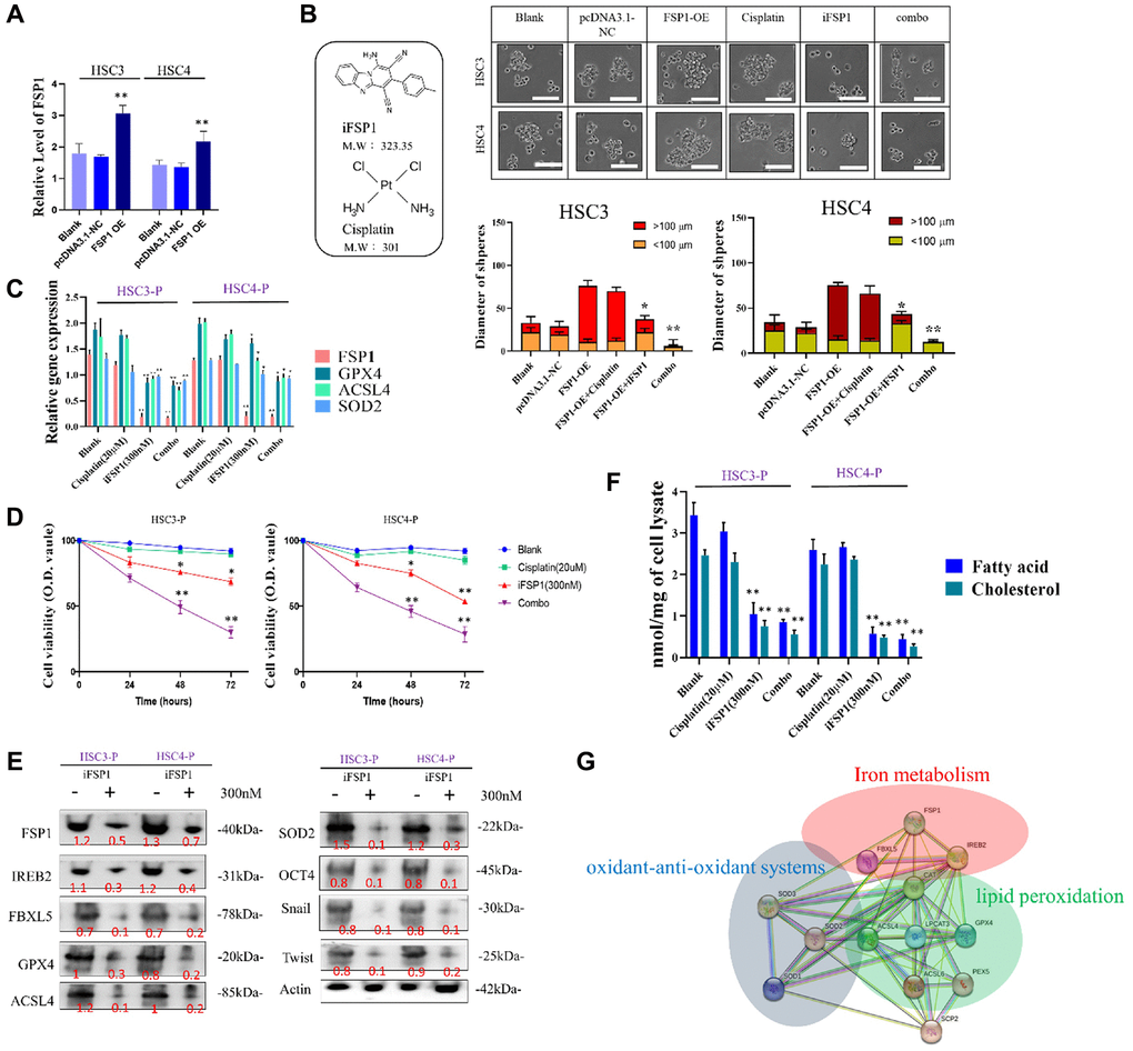 Overexpression of FSP1 enhanced cellular function in HSC cells and was reversed by FSP1 inhibitor. (A) Overexpression of FSP1 in the transfected HSC cell line. (B) Diameter of tumor spheres. (C) RNA analysis of related genes of HSC DTP cells through FSP1 inhibitor treatment. (D) HSC DTP cells were compared with parental counterparts in terms of their sensitivity to cisplatin, FSP1 inhibitor, and combination treatment. (E) Western blotting indicated the expression levels of iron-metabolism-related markers FSP1, IREB2, FBXL5, and GPX4; fatty acid metabolism marker ACSL4; and antioxidant marker SOD2 in HSC DTP cells. Actin was used as a loading control. (F) Downregulation of lipid components following FSP1 inhibition. (G) Potential regulatory network of ferroptosis in cells, involving three pathways: ferroptosis, fatty acid metabolism, and cellular antioxidation. (*p **p ***p 