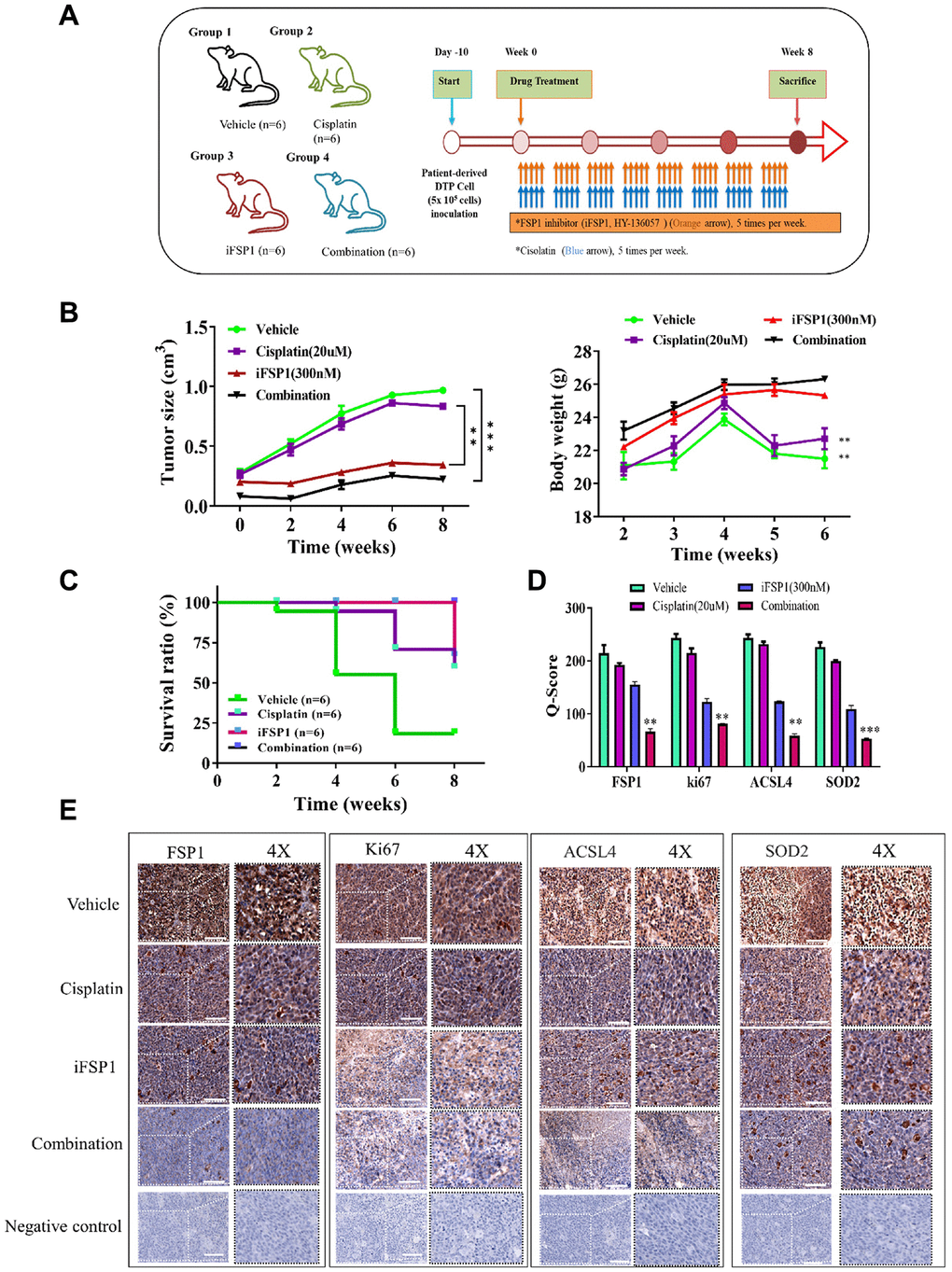 Inhibition FSP1 significantly suppressed metastasis in the patient-derived xenograft mouse model. (A) Flowchart showing the in vivo experimental design and treatment schedule. (B) Tumor size and body weight curve over time indicated that the combination of cisplatin and FSP1 inhibitor suppressed tumor growth and caused no apparent systematic toxicity. (C) The Kaplan–Meier survival curve indicated that the group of mice receiving combined treatment had a higher survival ratio than did the other groups. (D) The Q-score of tissue staining. (E) Immunostaining analysis of tumor sections indicated that the combined treatment prominently suppressed FSP1, ACSL4, SOD2, and ki67 expression compared with other sections. (**p ***p 