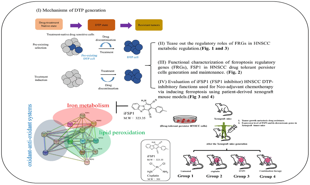 Graphical summary of the mechanisms underlying DTP generation. Our findings were analyzed with regard to cell viability, death, lipid reactive oxygen species, iron production, and mRNA and protein expression and interaction.