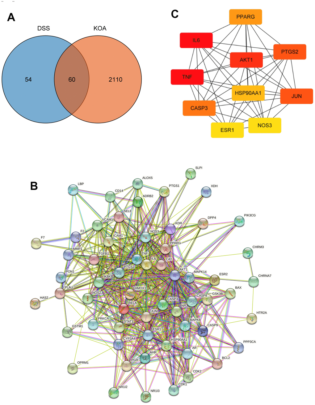 Network pharmacology analysis. (A) A Venn diagram was performed to obtain the candidate targets of the DSS and KOA. (B) PPI network of the candidate targets. (C) The top 10 hub genes ranked by degree.