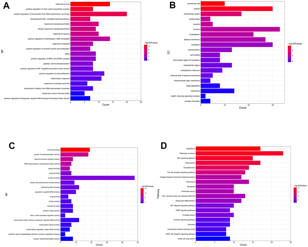 Enrichment analysis of the candidate targets. (A) Bar chart displaying the top 20 enriched terms of biological processes (BP), ranked by P-value. (B) Bar chart displaying the top 20 enriched terms of cell component (CC), ranked by P-value. (C) Bar chart displaying the top 20 enriched terms of molecular function (MF), ranked by P-value. (D) The top 20 enriched KEGG pathways ranked by P-value are presented in the bar chart.