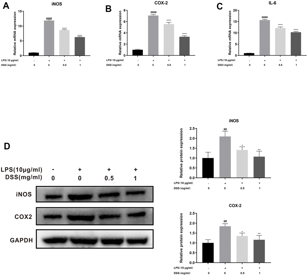 DSS inhibited LPS-induced inflammation in chondrocytes. The chondrocytes were pretreated with DSS for 24 h and stimulated with or without LPS for 2 h. (A–C) The mRNA expression levels of iNOS, COX-2, and IL-6 were detected by qRT-PCR. (D) The protein levels of iNOS and COX-2 were measured by western blot. ##p ####p *p **p ****p 