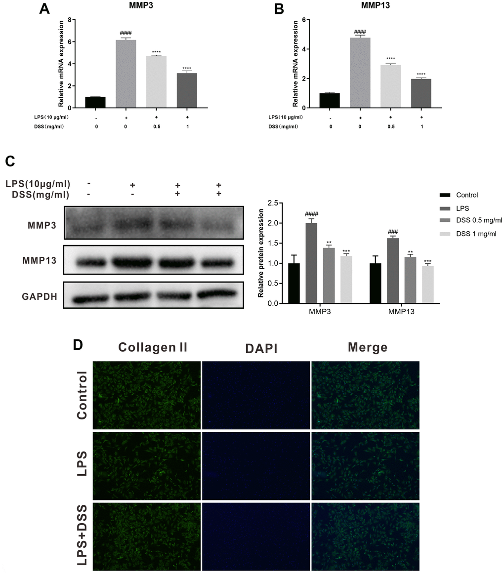 DSS suppressed ECM degradation in rat chondrocytes. The chondrocytes were pretreated with DSS for 24 h and stimulated with or without LPS for 24 h. (A, B) The mRNA expression levels of MMP3 and MMP13 were detected by qRT-PCR. (C) The protein levels of MMP3 and MMP13 in chondrocytes were measured by western blot. (D) Representative immunofluorescence image of collagen II, and the fluorescence intensities were quantified by Image J. ##p ###p ####p *p **p ***p ****p 