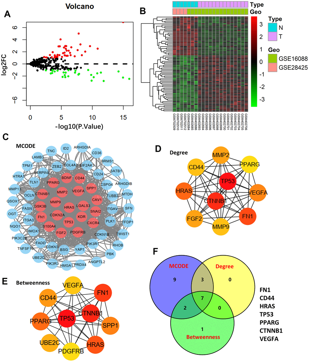 Differentially expressed genes and hub genes. (A) Volcano plot of 434 ARGs in GSE16088 and GSE28425 datasets. (B) Heatmap of DEGs in GSE16088 and GSE28425 datasets. (C) Protein-protein interaction (PPI) network of 71 DEGs and the critical module. Identifying the first 10 ARGs and constructing the corresponding PPI network using the degree (D) and betweenness (E) topological method. (F) Venn calculation is applied to identify seven hub ARGs.