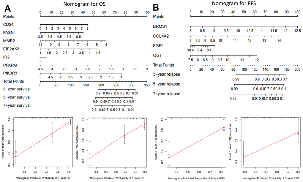 The nomograms for predicting 3-, 5-, and 7-year OS and RFS of the training cohort. (A) Nomogram for predicting 3- and 5-year OS in the training cohort (TCGA-TAGET) and calibration plots. (B) Nomogram for predicting 3- and 5-year RFS in the training cohort (GSE39058) and calibration plots.