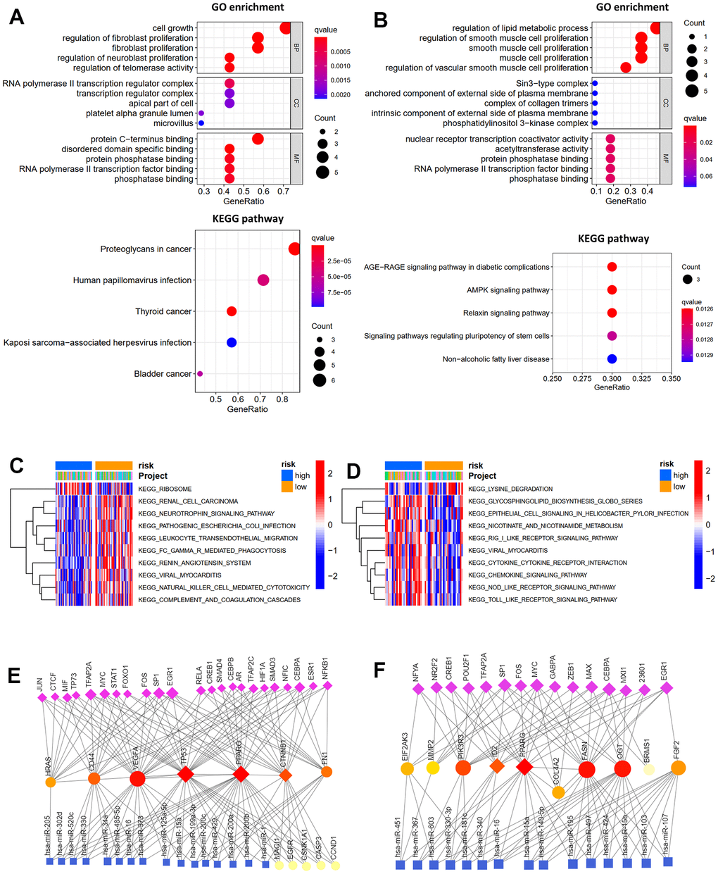 Function enrichment analysis. GO function enrichment and KEGG pathway analysis of hub genes (A) and prognosis-related ARGs (B). GSVA analysis for OS (C) and RFS (D) in low- and high-risk subgroups of TCGA cohort. Transcription factor-miRNA coregulatory network of hub genes (E) and prognosis-related ARGs (F).