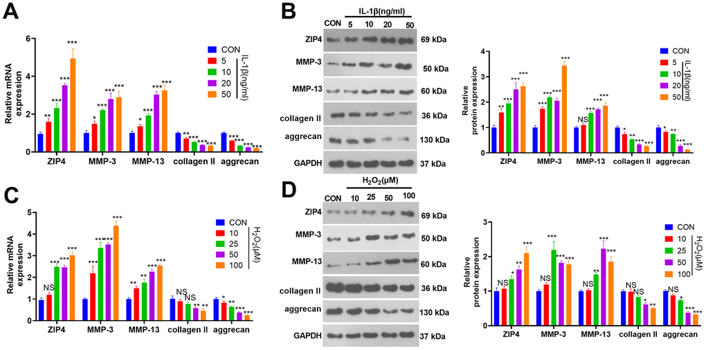 ZIP4 expression changes in NP cells after treatment with IL-1β or H2O2. (A, B) NP cells were treated with IL-1β (5, 10, 20, 50 ng/ml) for 24 hours. RT-PCR and western blotting were used to check ZIP4, MMP3, MMP13, collagen II, and aggrecan mRNA and protein profiles in NP cells. (C, D) NP cells were treated with H2O2 (10, 25, 50, and 100 μM) for 24 hours. RT-PCR and western blotting were used to determine ZIP4, MMP3, MMP13, collagen II, and aggrecan mRNA and protein profiles in NP cells. N=3. *P (vs. CON).