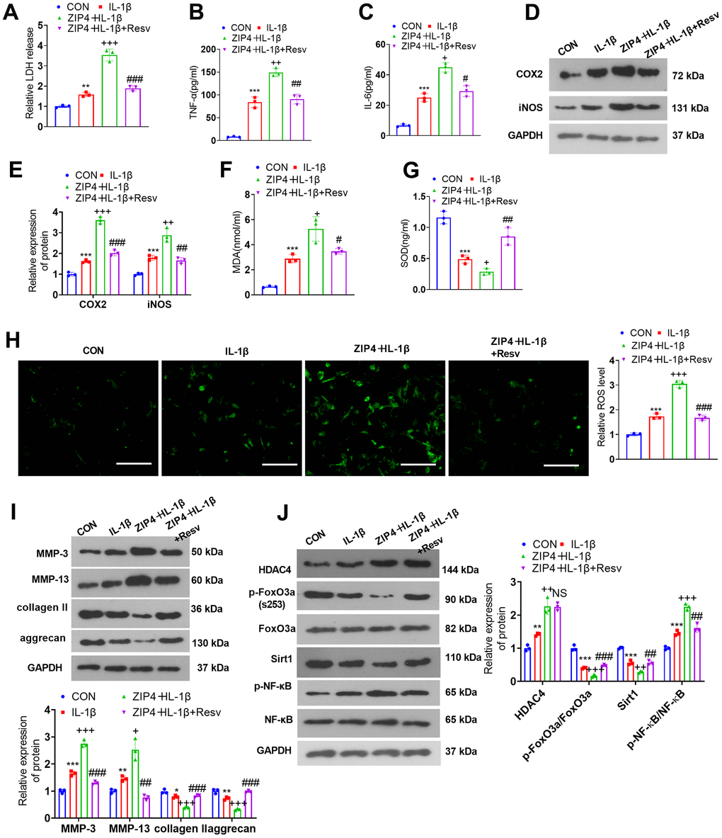 FoxO3a knockdown offsets the damage-promoting function mediated by ZIP4 overexpression. NP cells were treated with IL-1β (20 ng/ml) or Resv (30 μM) for 24 hours. (A) The LDH level in NP cells subjected to treatment with IL-1β. (B, C) The profiles of inflammatory factors in the cells checked by ELISA. (D, E) Western blot analysis confirmed COX2 and iNOS levels in the cells. (F–H) MDA, SOD, and ROS levels in the cells gauged through the assistance of commercial kits. Scale bar=100 μm. (I) MMP-3, MMP-13, collagen II, and aggrecan levels determined through western blot in the cells. (J) HDAC4, FoxO3a, Sirt1, and NF-κB profiles in NP cells following IL-1β treatment. N=3. *P (vs. CON); +P (vs. IL-1β); #P (vs. sh-FoxO3a+IL-1β).
