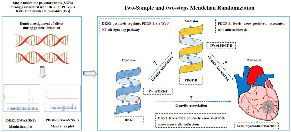 Study hypothesis and flow chart. DKK1, Dickkopf - 1; PDGF-B, platelet derived growth factor subunit-B.