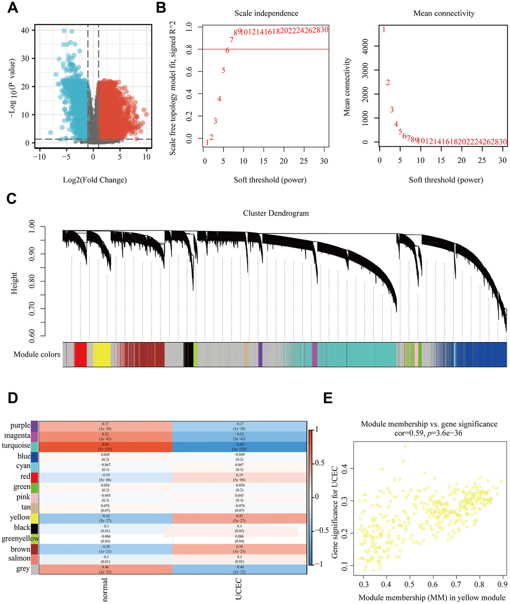 WGCNA based on TCGA-UCEC. (A) All differentially expressed genes in TCGA-UCEC. (B) Determination of soft threshold. (C) Tree diagram of 15 modules labeled with different colors. (D) Correlation between module feature genes and clinical traits. (E) Scatter plot of MM vs GS in the yellow module.