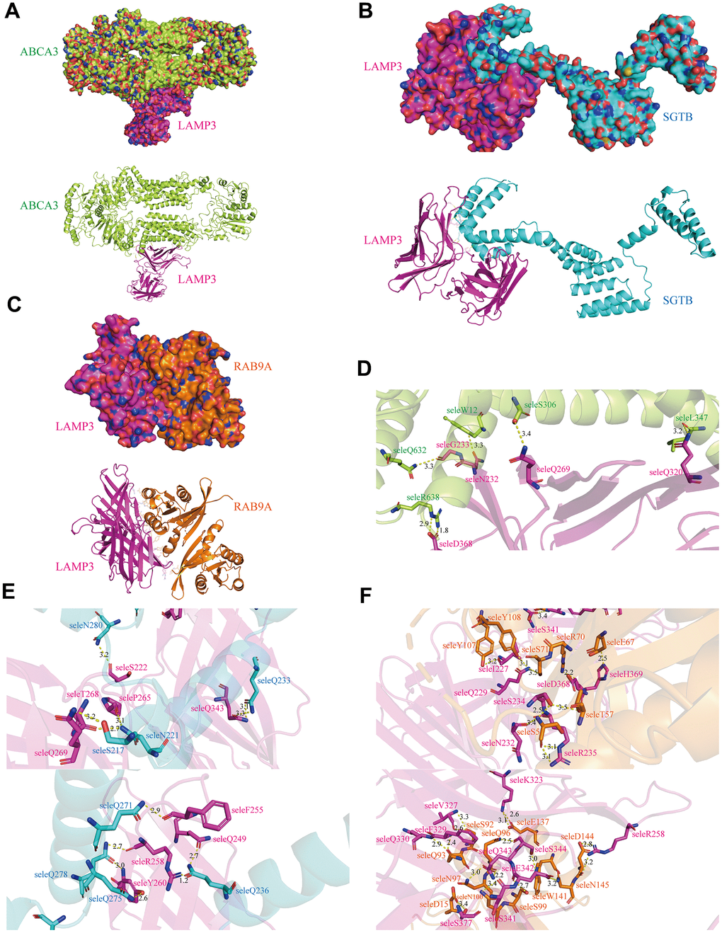 Binding mode of LAMP3. Cartoon view and surface view of (A) LAMP3-ABCA3 (B) LAMP3-SGTB (C) LAMP3-RAB9A molecular docking model, where LAMP3 is shown in pink. (D–F) Key regions that bind LAMP3 to ABCA3, SGTB and RAB9A, respectively.