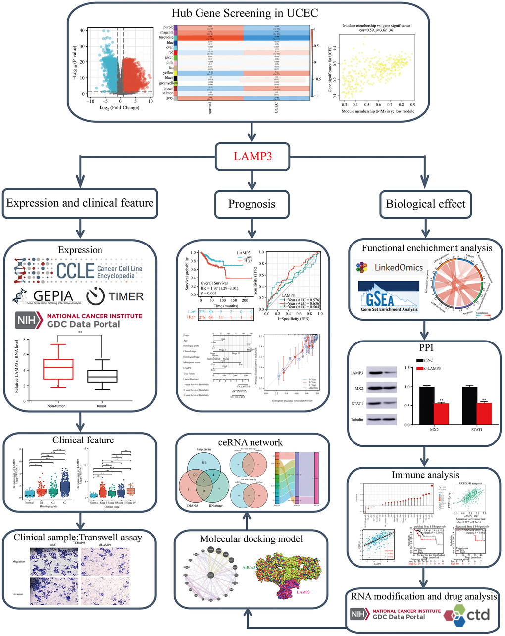 Study workflow. LAMP3 is a formidable biomarker for UCEC and could be a prospective candidate for the diagnosis, treatment and prognostic assessment of UCEC.