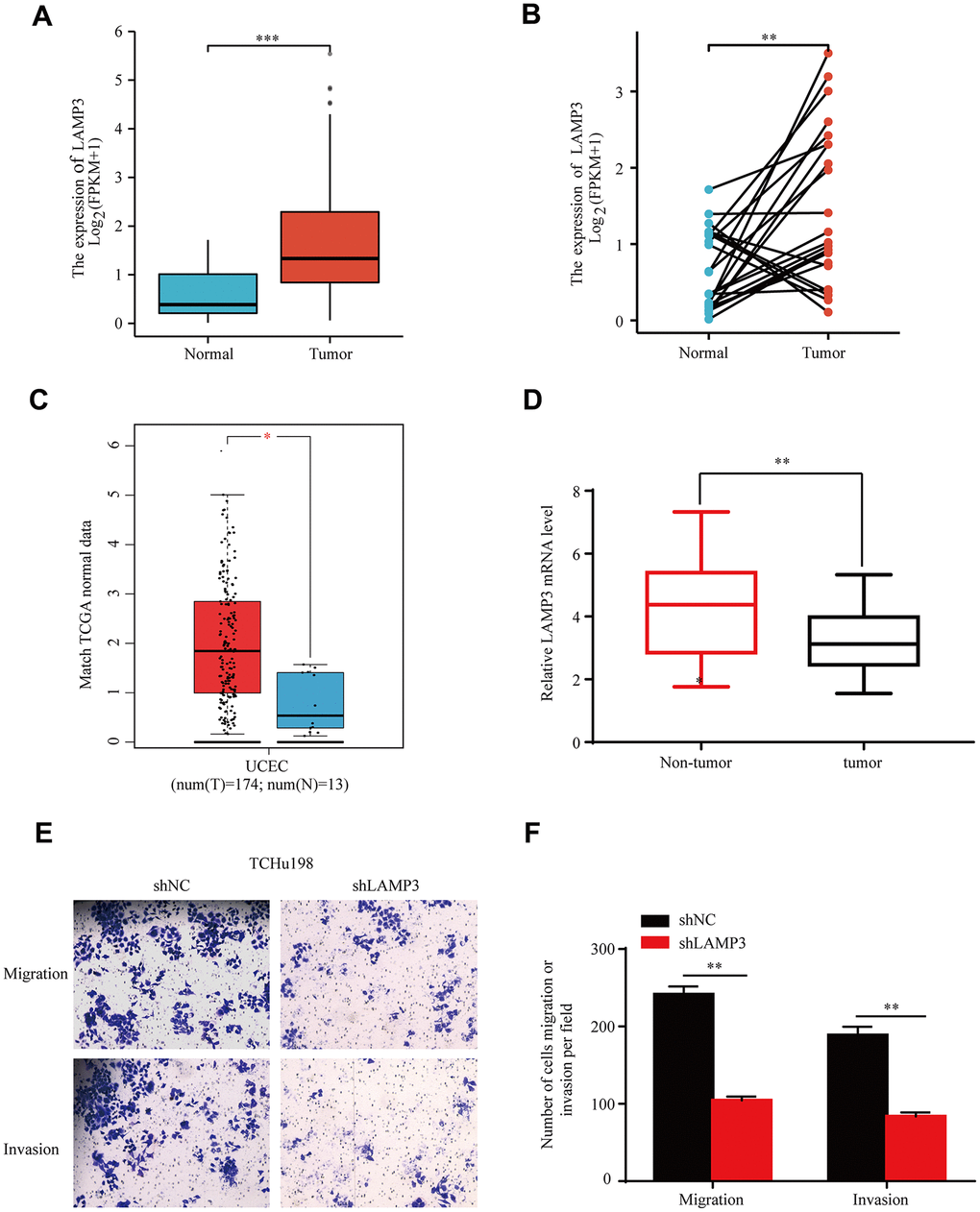 Overexpression of LAMP3 in UCEC tissues. Expression of LAMP3 in UCEC tissues and normal tissues presented by TCGA data in the form of (A) scatter plot and (B) paired difference plot. (C) mRNA transcript level of LAMP3 in UCEC gained by GEPIA database. (D) Quantification of LAMP3 mRNA expression based on qRT-PCR. (E, F) Migration and invasion ability of TCHu198 cells in the shNC and shLAMP3 groups.