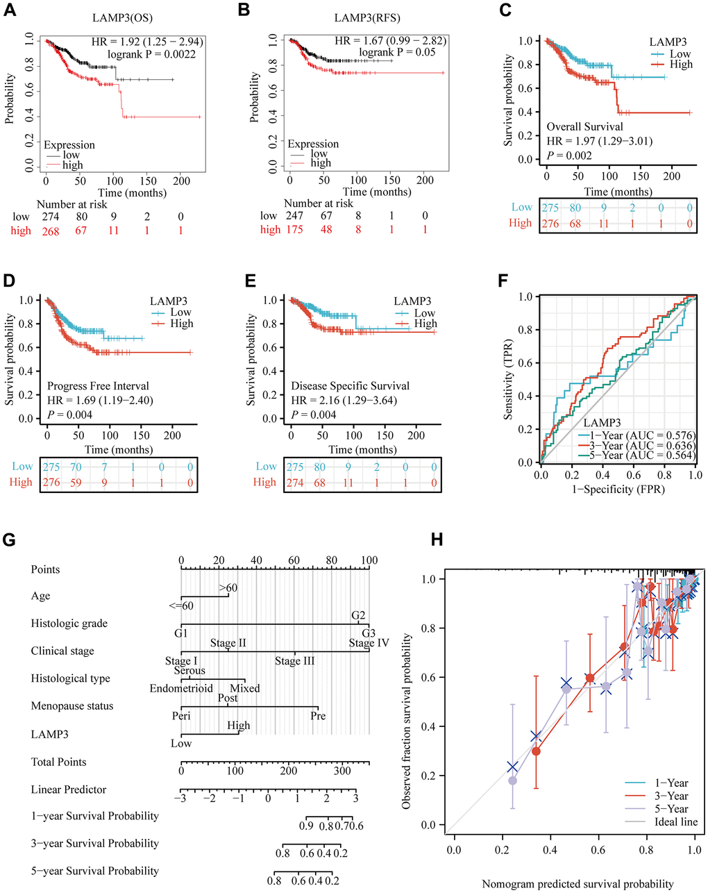 Prognostic value of LAMP3 in UCEC patients. (A, B) Demonstration of the relationship between LAMP3 expression and survival of UCEC patients on the basis of Kaplan-Meier plotter database. (C) Overall survival, (D) Progress free interval, (E) Disease specific survival of LAMP3 in UCEC with TCGA data. (F) A time-independent ROC curve demonstrates the predictive power of LAMP3. (G) A column line graph presents the impact of clinical features and LAMP3 expression on the prognosis of UCEC patients. (H) Calibration curve of the column line graph.