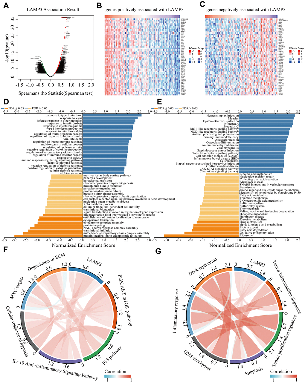 Construction of co-expression network of LAMP3. (A) A spearman test is used to examine all co-expressed genes of LAMP3. The heatmap shows the top 50 genes that are (B) positively and (C) negatively associated with LAMP3. (D) Go analysis (biological process) and (E) KEGG analysis reveal the signaling pathways of LAMP3 and its co-expressed genes in UCEC by LinkedOmics. (F, G) Association between LAMP3 and each pathway by TCGA data.