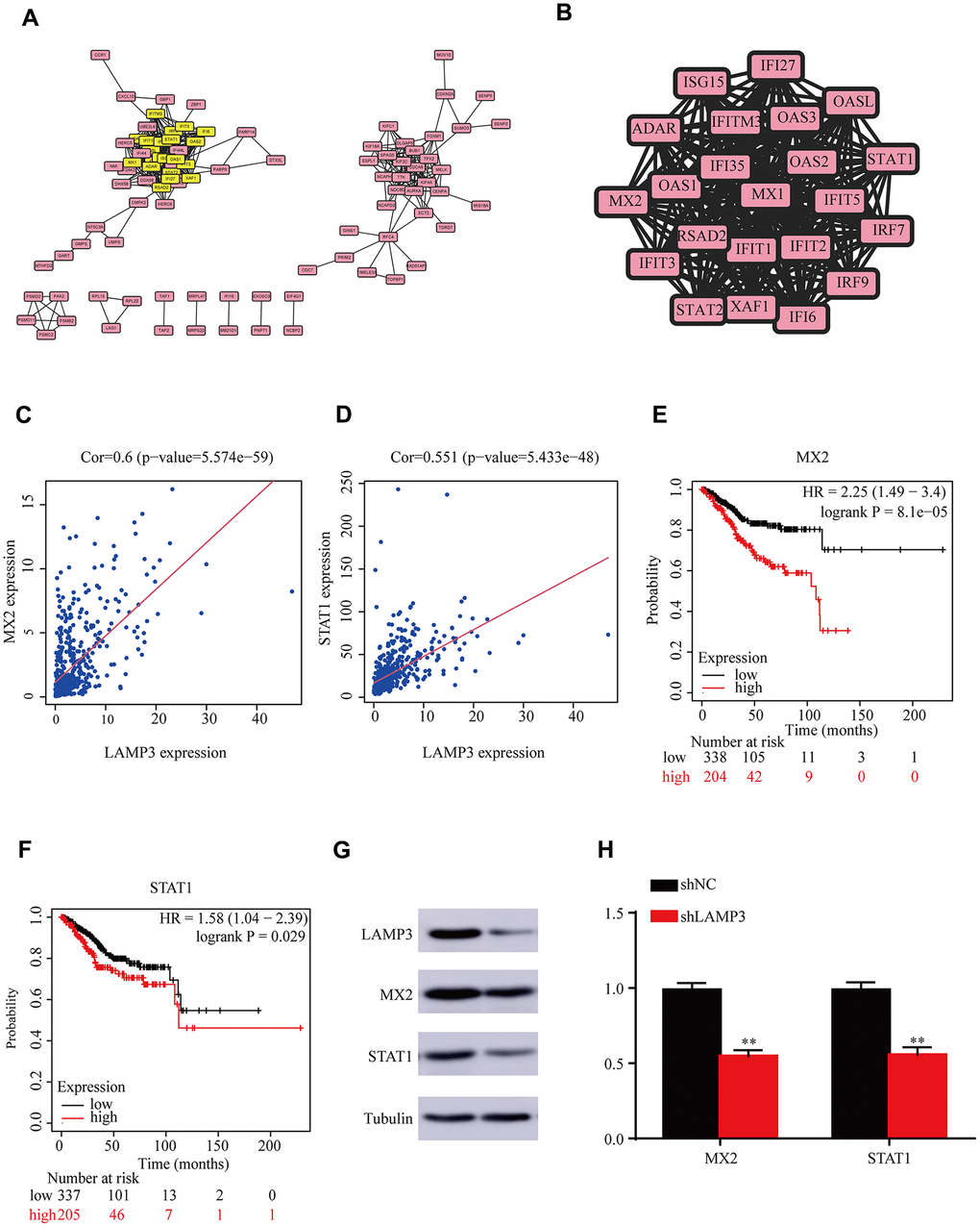 PPI network of LAMP3 co-expressed genes. (A) Protein-protein interaction (PPI) network of the first 500 co-expressed genes of LAMP3. (B) The most important module of protein-protein interaction network. (C, D) Correlation of LAMP3 with MX2 and STAT1. (E, F) Effect of MX2 and STAT1 on the prognosis of UCEC patients. (G) Expression of 3 genes in UCEC cells detected by western blot. (H) Expression of MX2 and STAT1 in shNC and shLAMP3 groups detected by qRT-PCR.